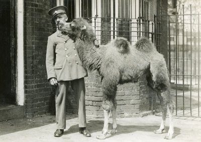 Een Bactrische kameelkalf, met verzorger, vier weken na de geboorte in de menagerie, London Zoo, 1929 door Frederick William Bond